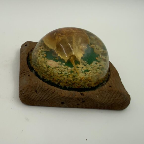 Vintage Domed Paperweight Horseshoe Crab & Shells Cedar Wooden Base - Picture 2 of 7